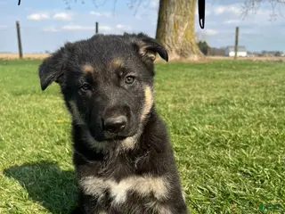 German Shepherd dogs German Shepherd Puppy 2 - Ad 20