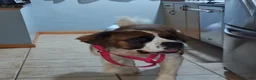 Mixed Breed dogs for sale: Marley - Ad 47