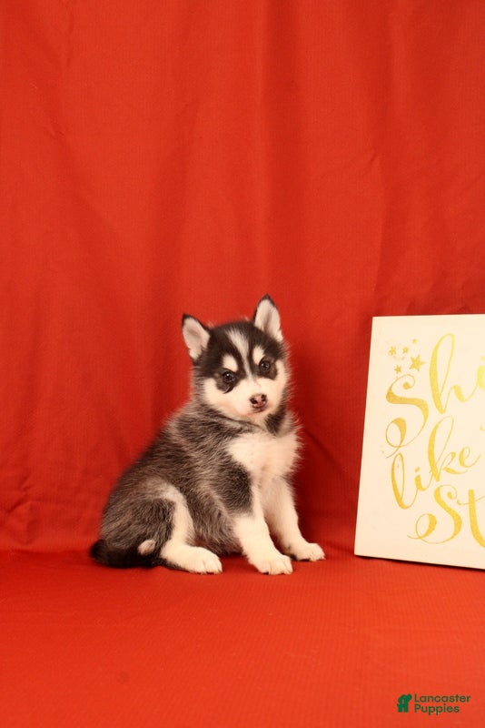 Pomsky dogs Zachariah - Ad 2