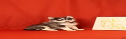 Pomsky dogs for sale: Zachariah - Ad 2