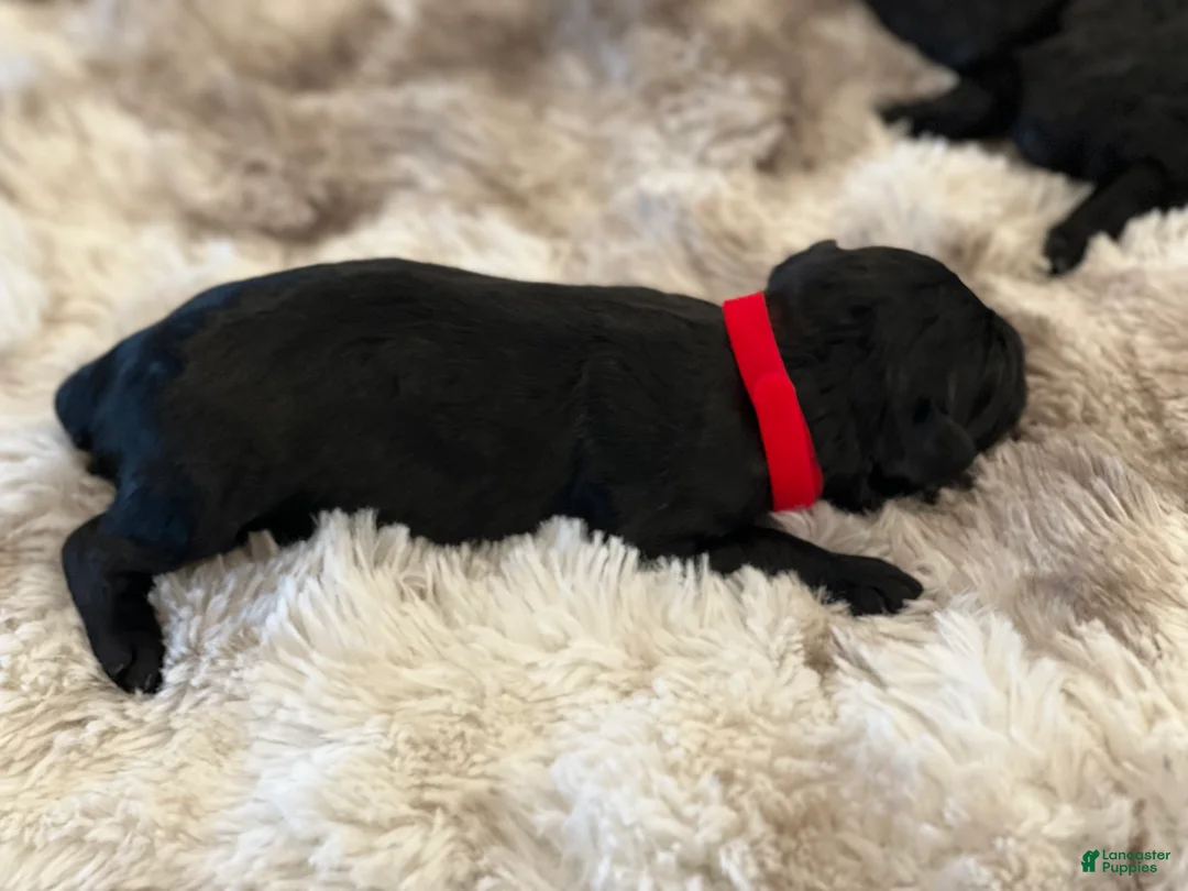 Giant Schnauzer dogs for sale: Benedict  - Ad 3