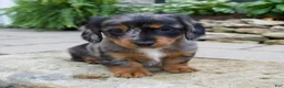 Miniature Dachshund dogs for sale: Gabby - Ad 1
