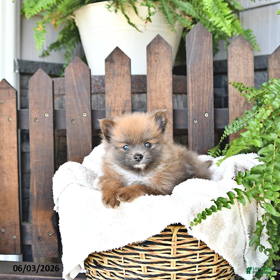 Pomeranian dogs Cooper - Ad 2