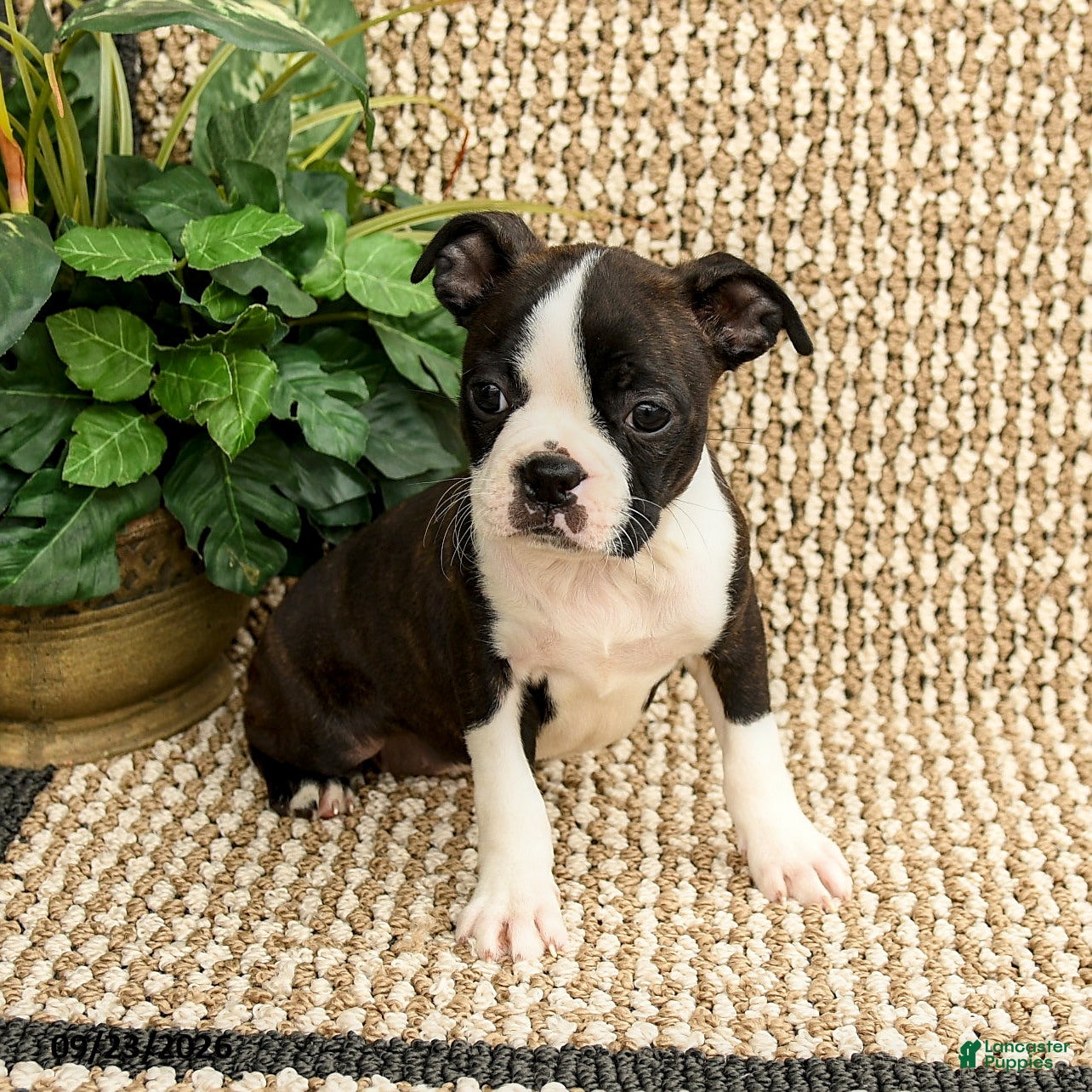 Boston Terrier dogs for sale: Bailey - Ad 1