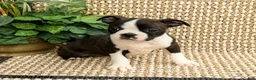 Boston Terrier dogs for sale: Bailey - Ad 1