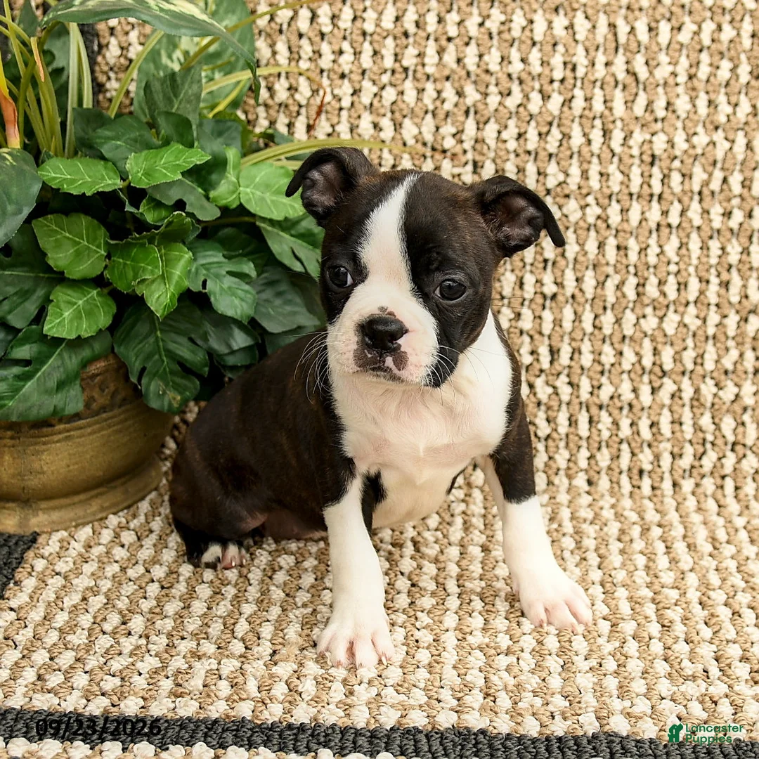 Boston Terrier dogs for sale: Bailey - Ad 1