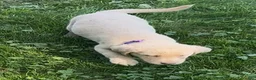Labrador Retriever dogs for sale: Labrador Retriever 1 - Ad 16