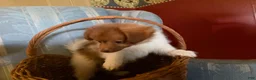Mixed Breed dogs for sale: Cookie’s Boy #4 - Ad 2