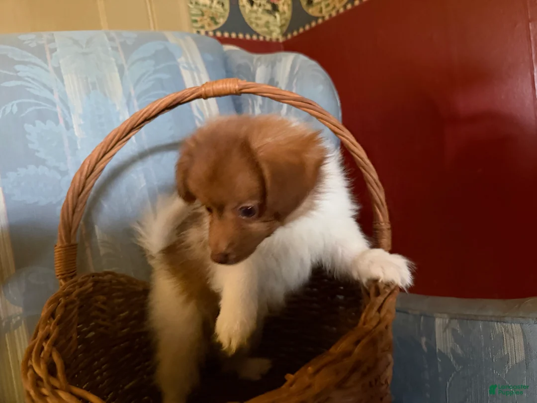 Mixed Breed dogs for sale: Cookie’s Boy #4 - Ad 2