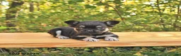 French Bulldog dogs for sale: Ava  - Ad 4