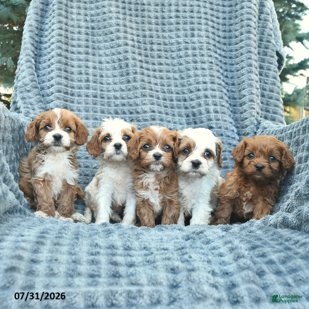 Cavapoo dogs for sale: Nutmeg  - Ad 3