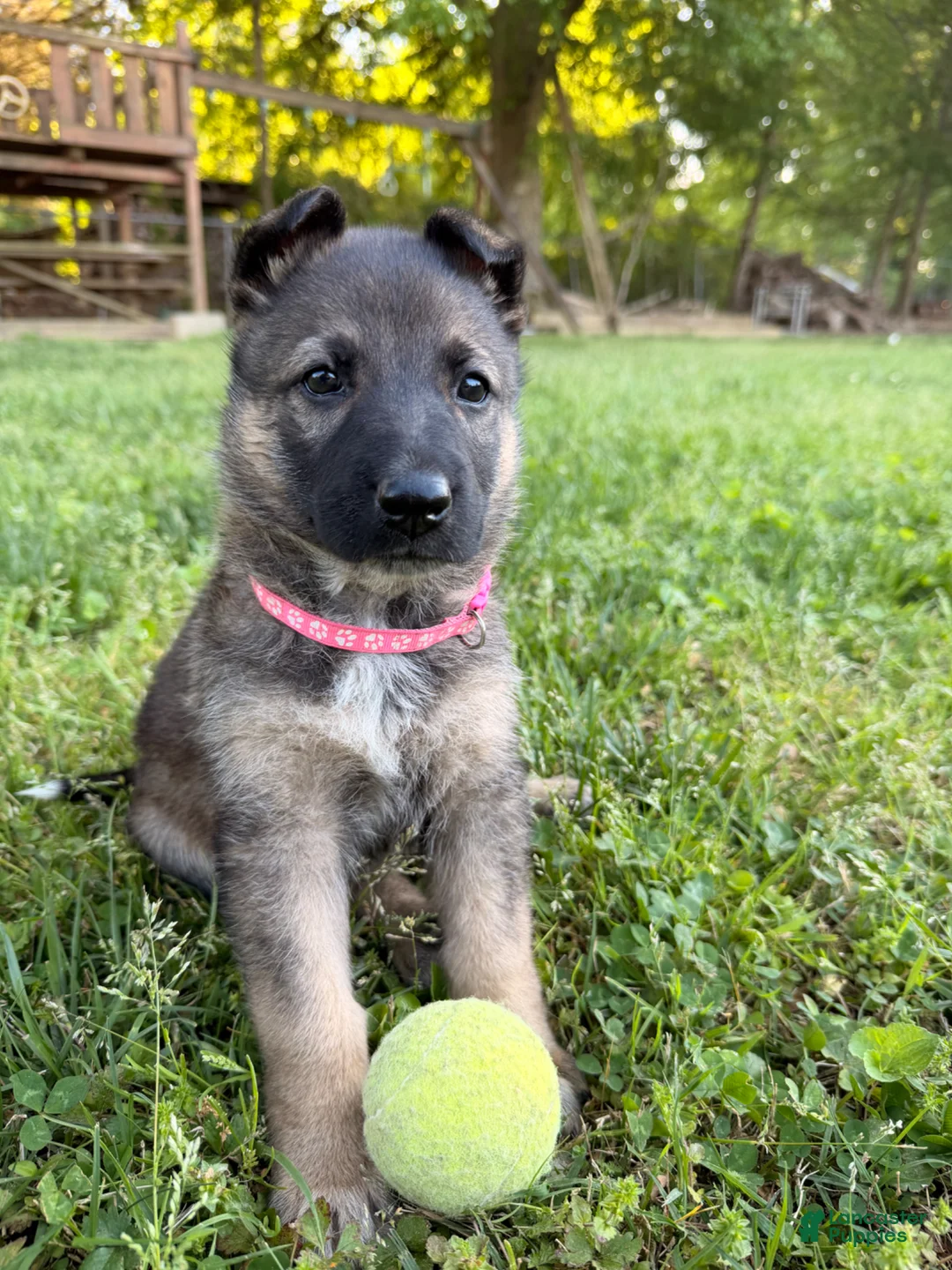 German Shepherd dogs for sale: Pink - Ad 1
