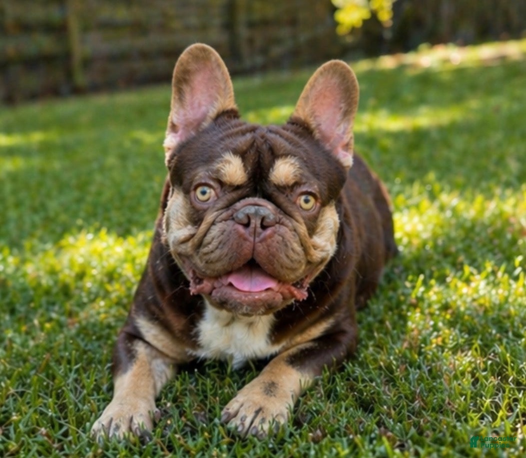 French Bulldog dogs Mousse - Ad 1