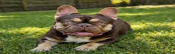 French Bulldog dogs for sale: Mousse - Ad 1