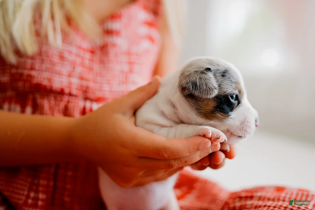 Jack Russell Terrier dogs for sale: Jack Russell Terrier 4 - Ad 2
