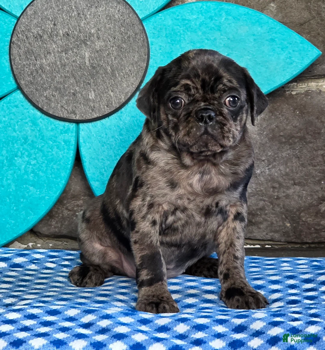 Pug dogs for sale: Bonnie - Ad 8