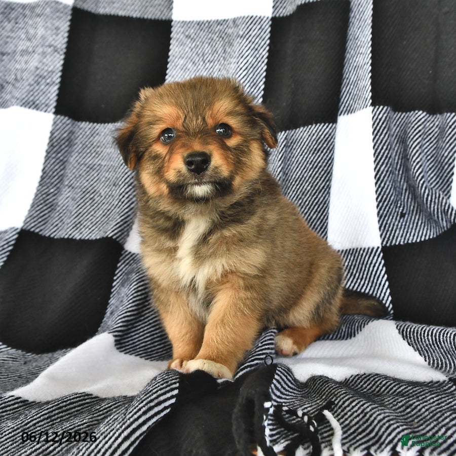 Mixed Breed dogs Flint - Ad 1