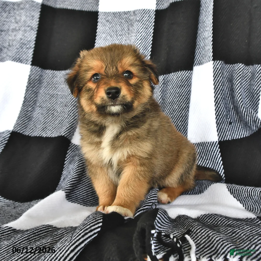 Mixed Breed dogs for sale: Flint - Ad 1