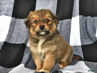Mixed Breed dogs for sale: Flint - Ad 2