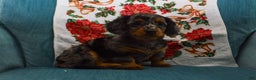 Dachshund dogs for sale: Winnie - Ad 2