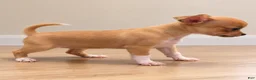 Chihuahua dogs for sale: Chihuahua 3 - Ad 2