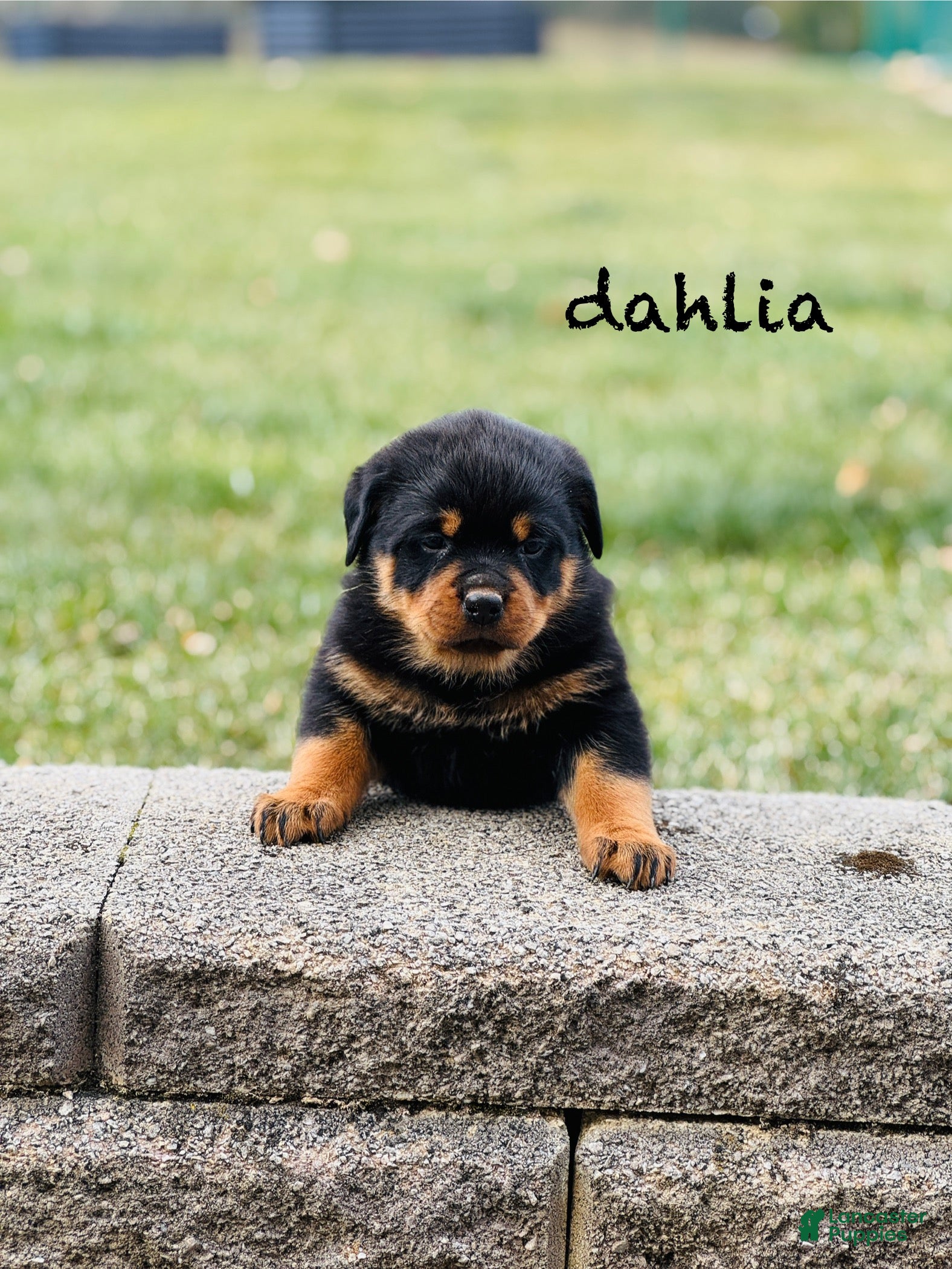 Rottweiler dogs Dahila (long tail)  - Ad 40