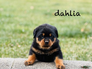 Rottweiler dogs Dahila (long tail) - Ad 40