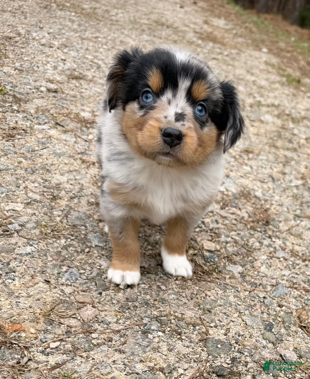 Australian Shepherd dogs for sale: Rex - Ad 8