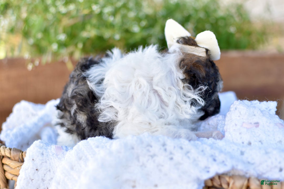 Miniature Poodle dogs for sale: Daisy - Ad 7