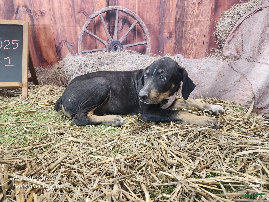 Catahoula Leopard Dog dogs for sale: JJ 2025 Female 1 "Mittens" - Ad 11