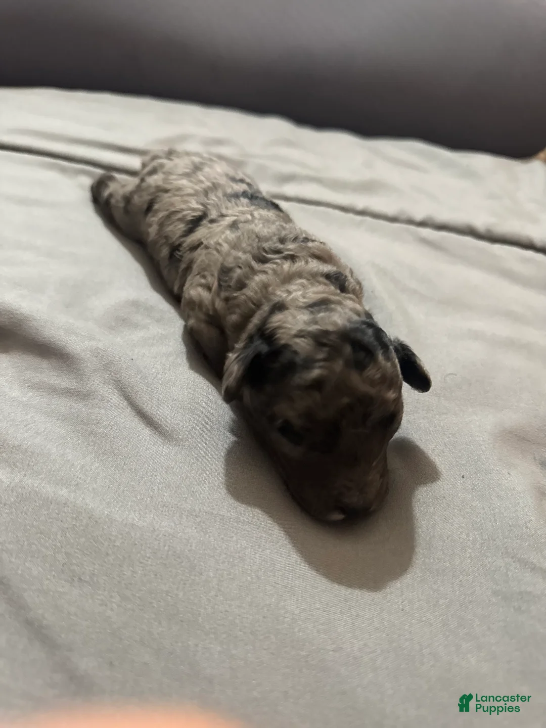 Toy Poodle dogs for sale: Panchito - Ad 5