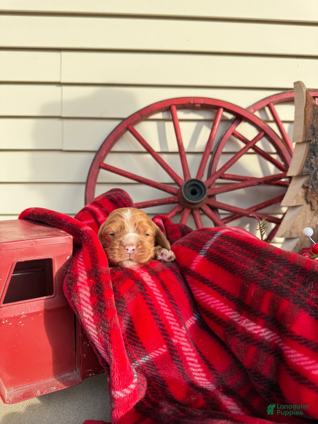 Cocker Spaniel dogs for sale: Alfie - Ad 2