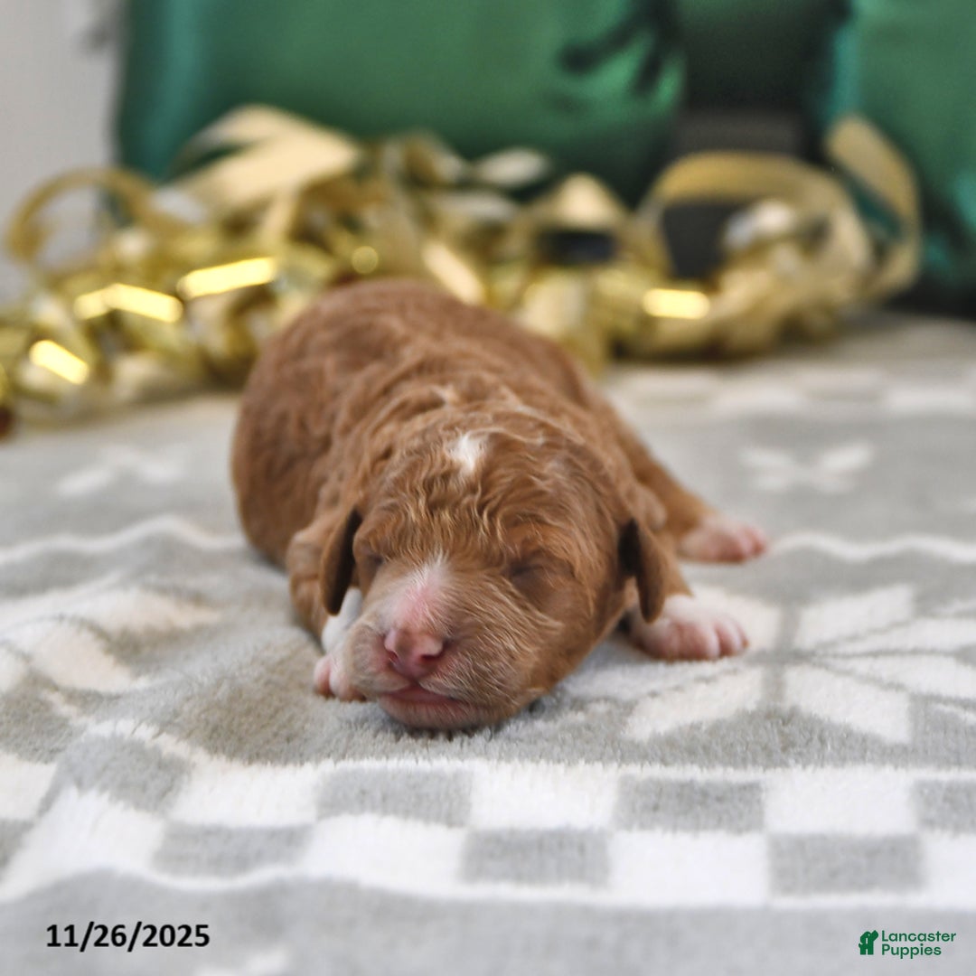 Mini Goldendoodle dogs for sale: Finn - Ad 1