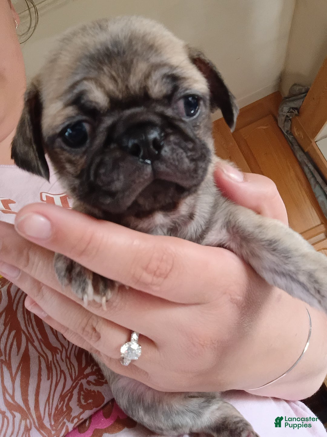 Pug dogs for sale: Pug Puppy 1 - Ad 1