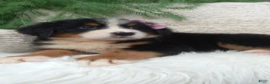 Molly