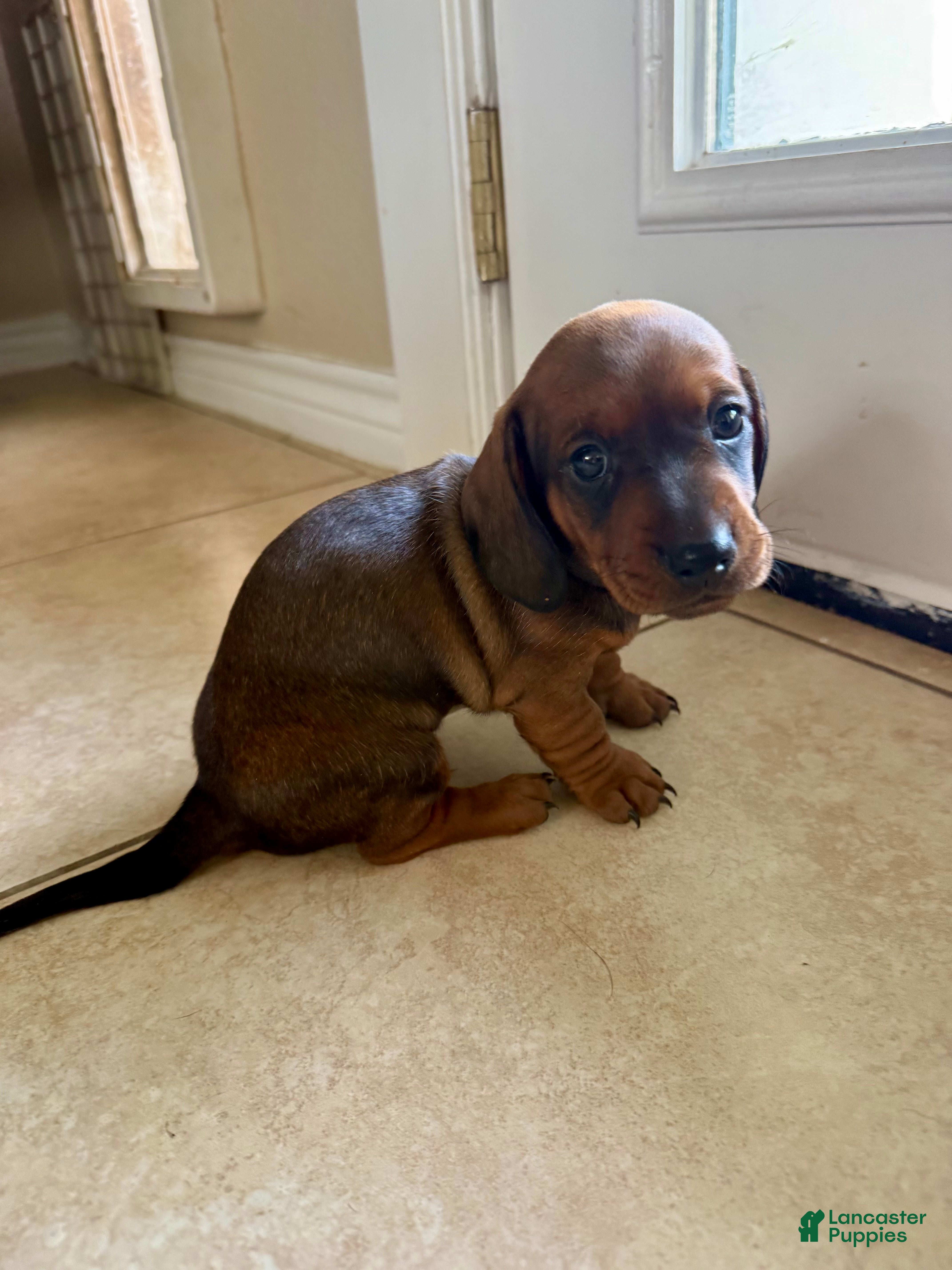 Dachshund dogs Bo - Ad 19