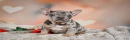 French Bulldog dogs for sale: Amy - Ad 5
