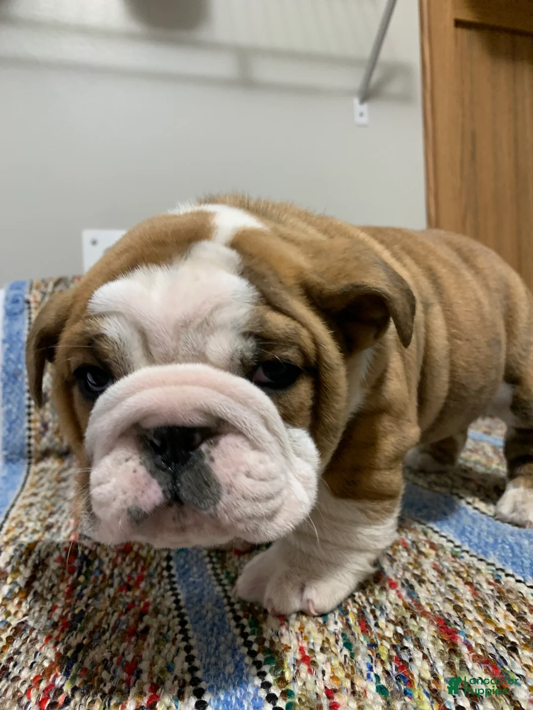 Mixed Breed dogs for sale: Bo - Ad 3