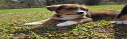 Mixed Breed dogs for sale: Mixed Breed Puppy 2 - Ad 5