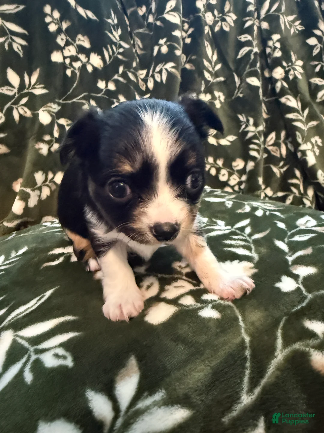 Chihuahua dogs for sale: Chihuahua 3 - Ad 1