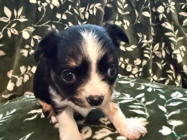 Chihuahua dogs Luna - Ad 1