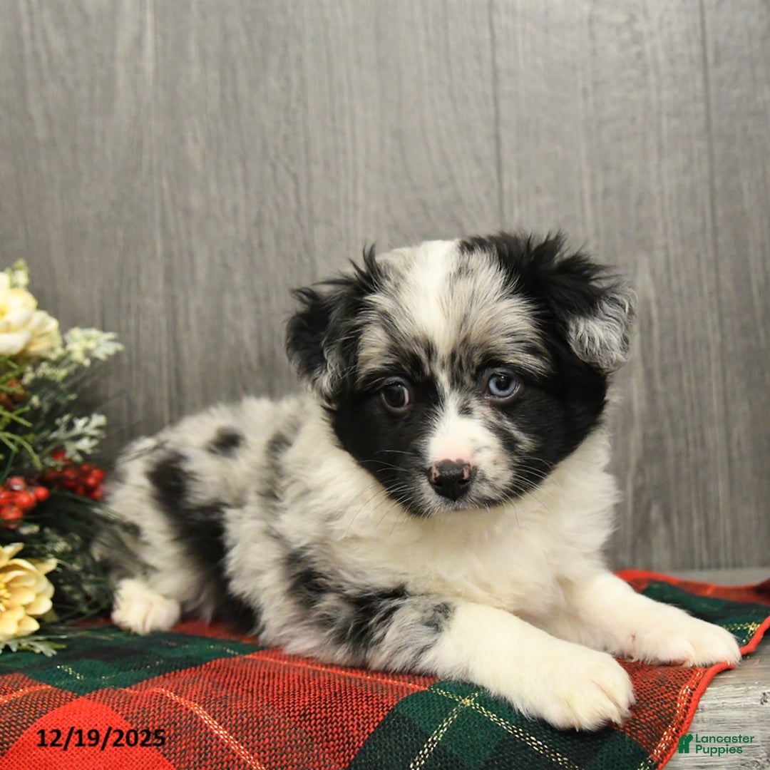 Miniature Australian Shepherd dogs for sale: Oreo - Ad 4