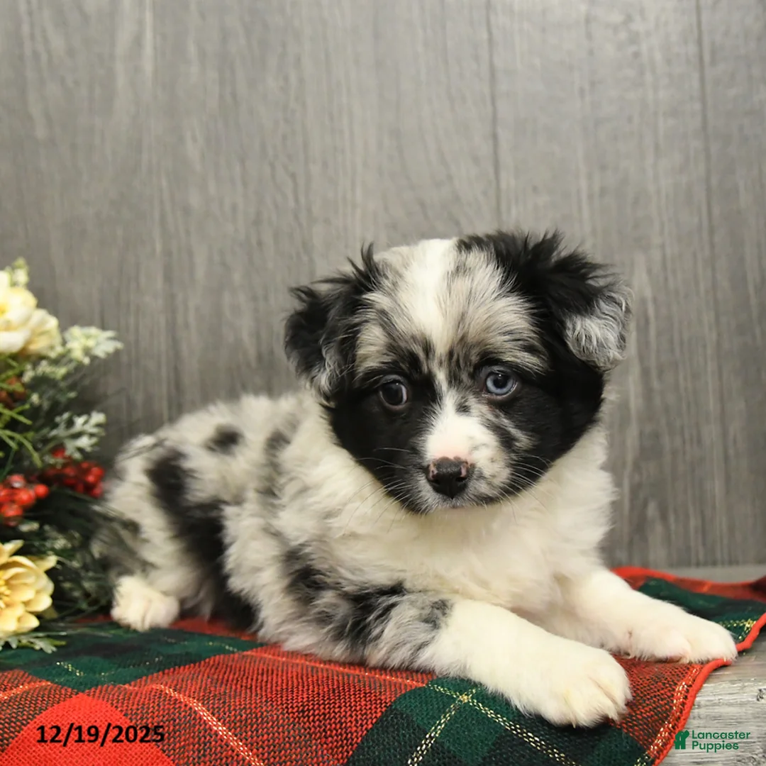 Miniature Australian Shepherd dogs for sale: Oreo - Ad 9