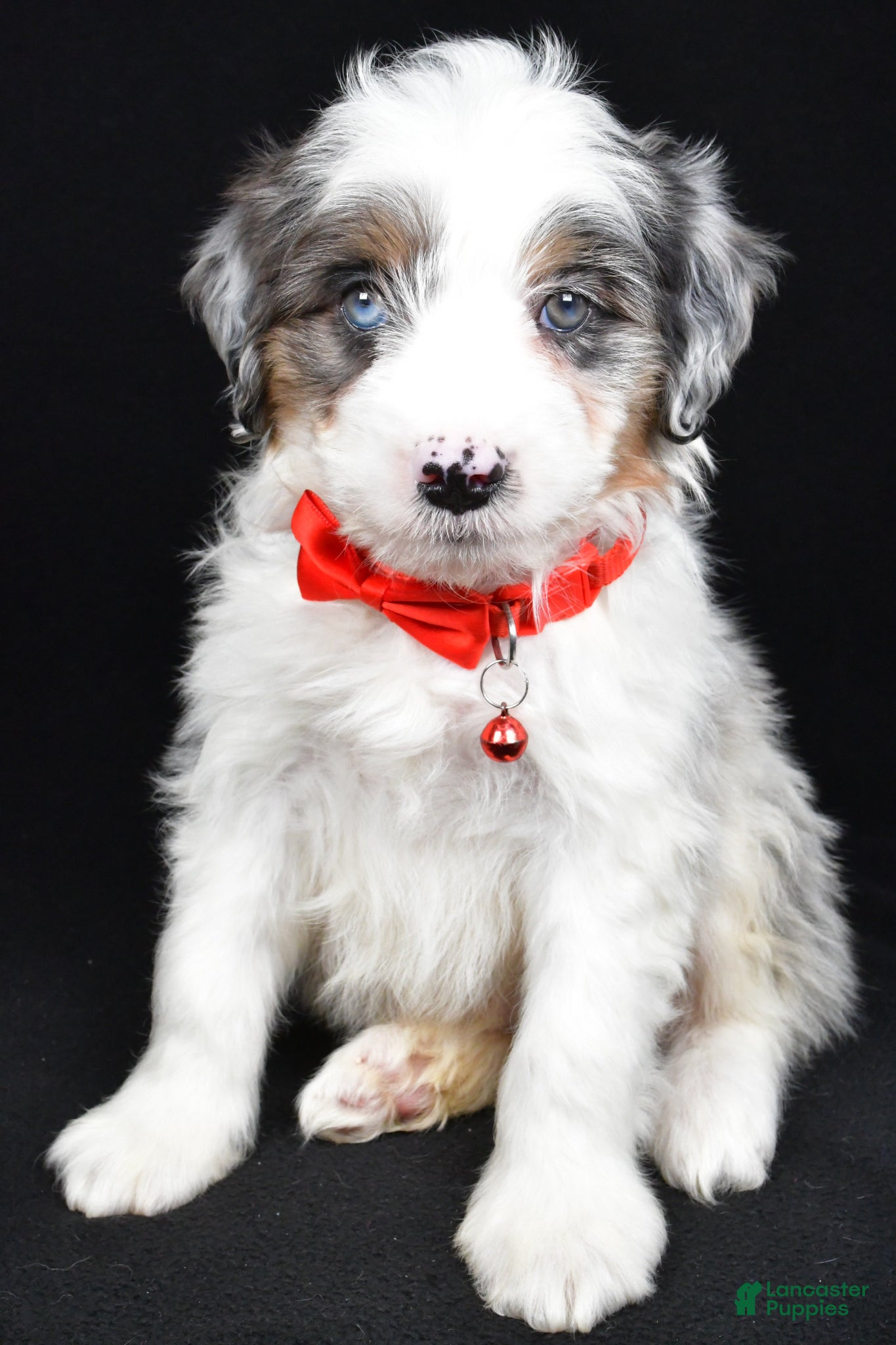 Mini Aussiedoodle dogs Seth - Ad 1