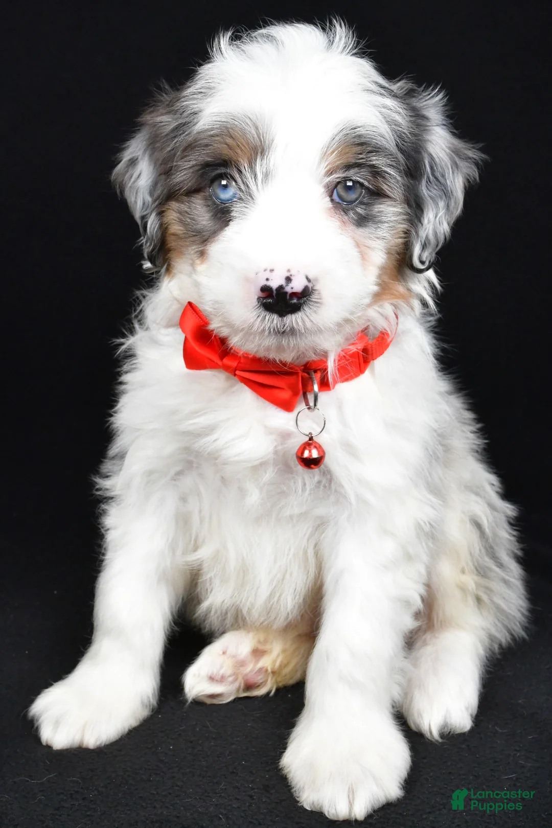 Mini Aussiedoodle dogs for sale: Seth - Ad 1
