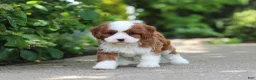 Cavapoo dogs for sale: Oscar - Ad 5
