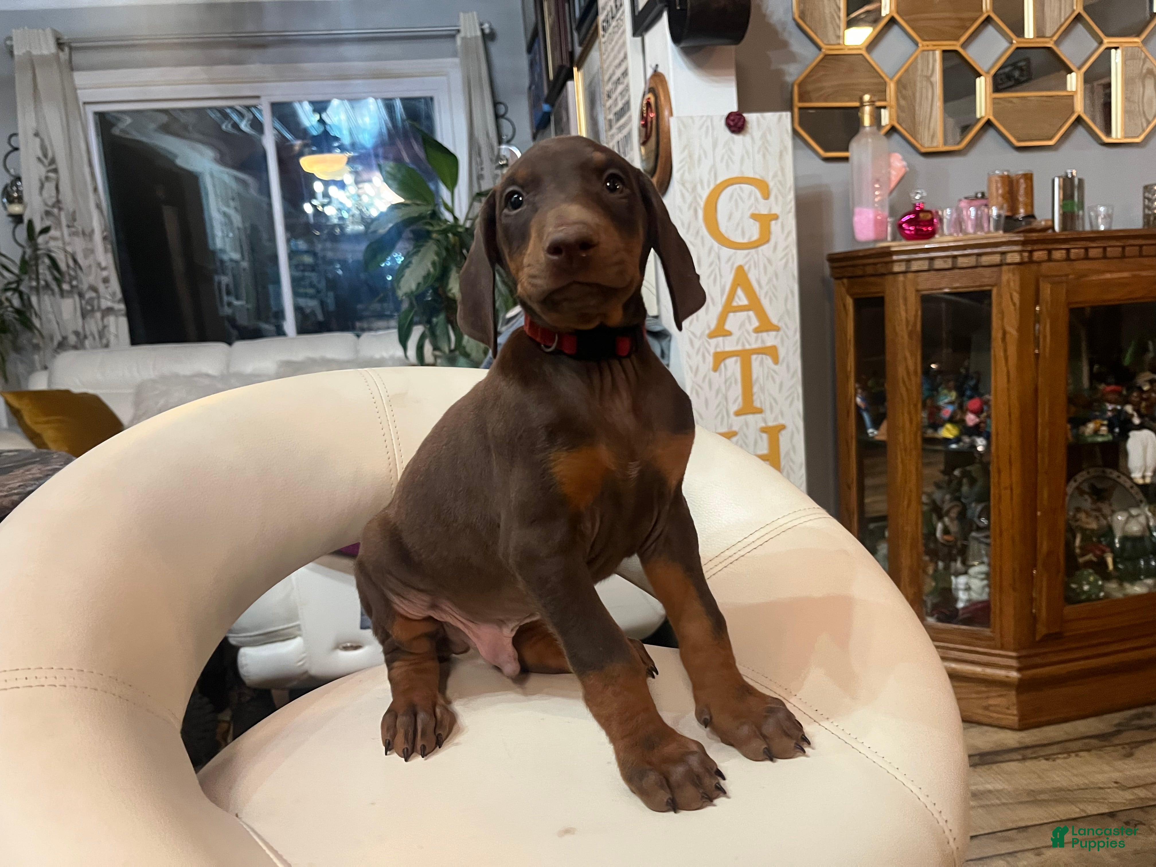 Doberman Pinscher dogs Cairo - Ad 30