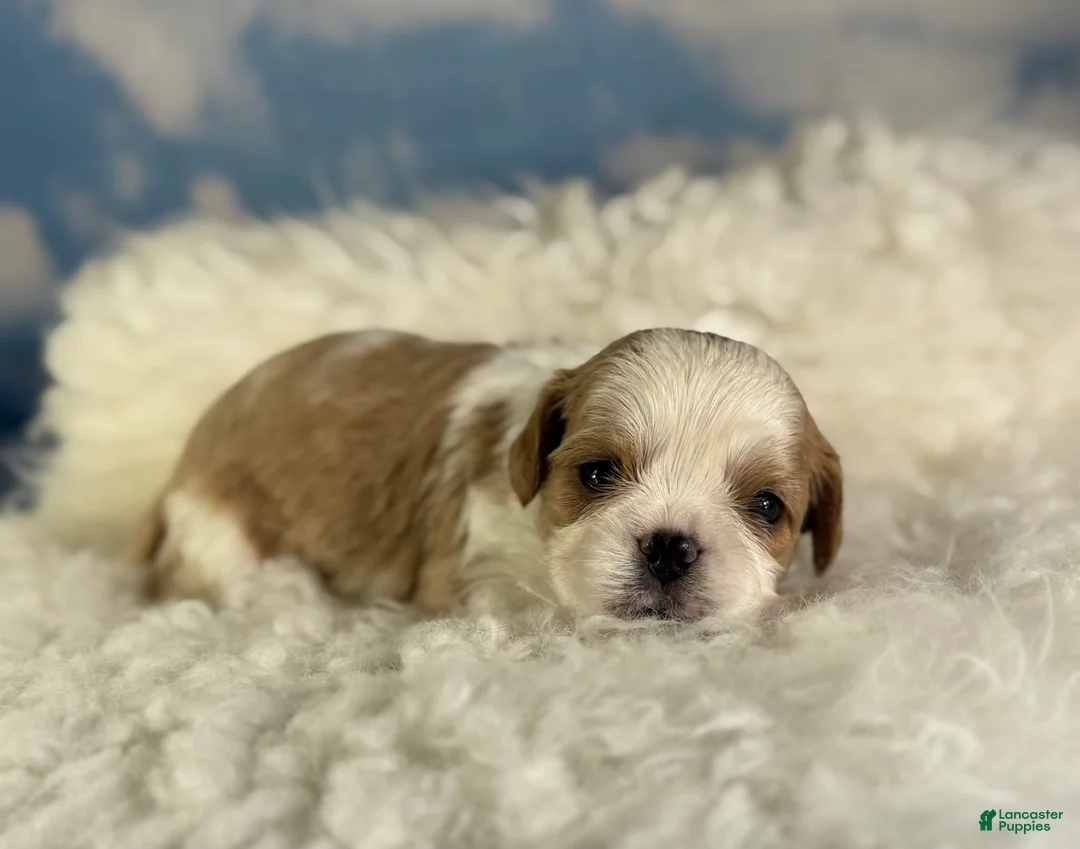 Cavapoo dogs for sale: Chipotle - Ad 2