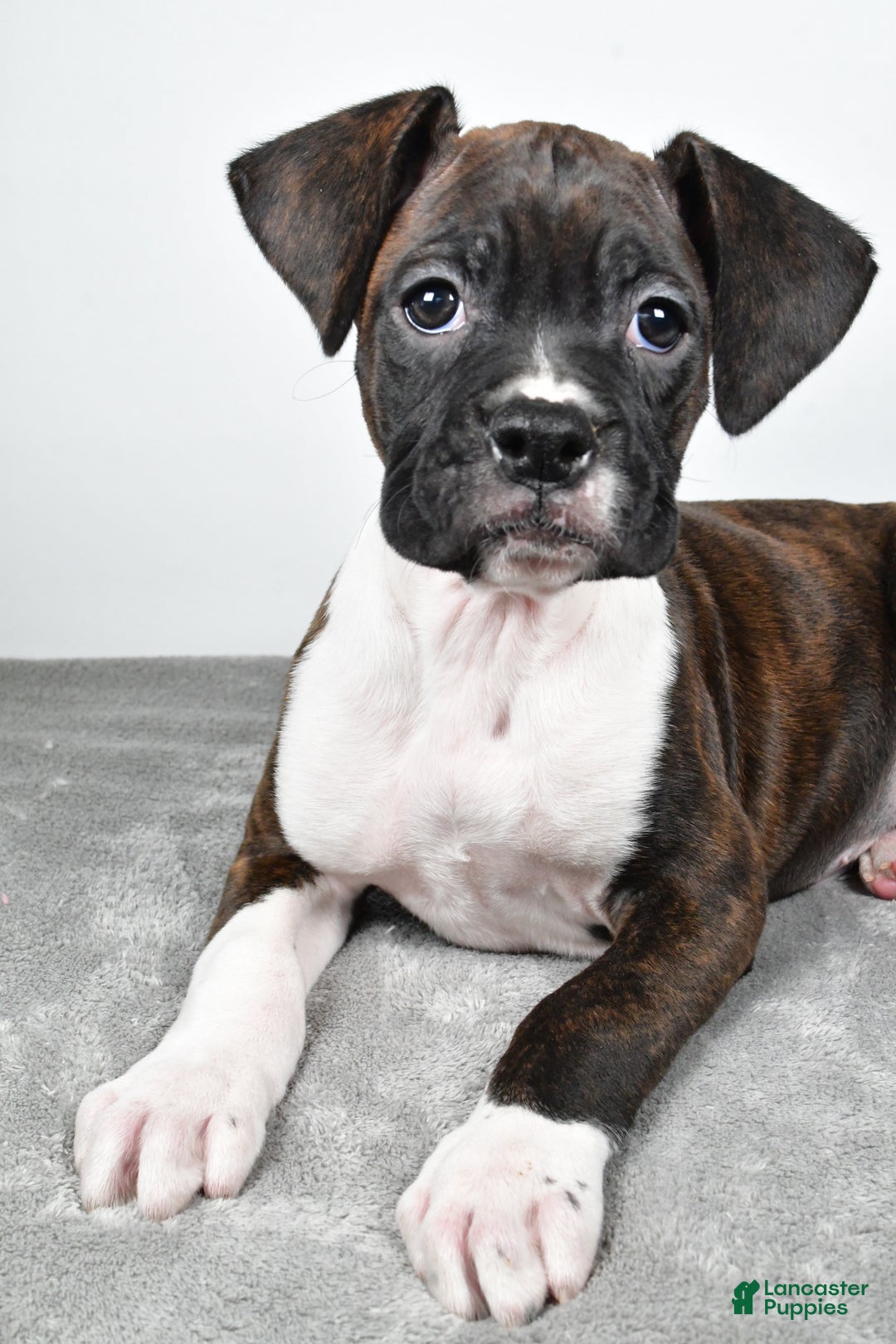 Boxer dogs for sale: Abbie - Ad 4