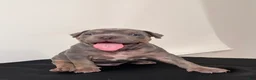 American Bully dogs for sale: American Bully Puppy 1 - Ad 4